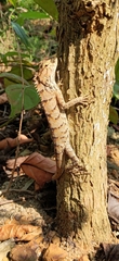 Calotes versicolor