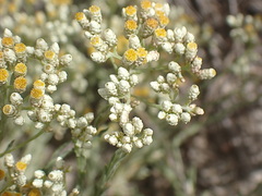 Helichrysum asperum