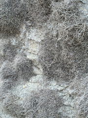 Dendrographa leucophaea