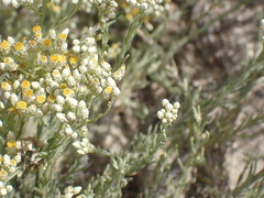 Helichrysum asperum