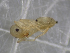 Technomyrmex albipes