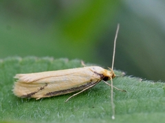 Philobota protecta