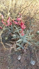 Penstemon centranthifolius