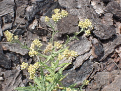 Helichrysum asperum