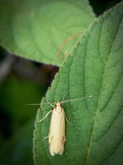 Philobota protecta