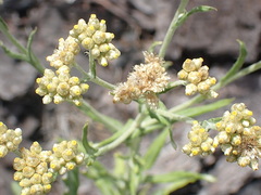 Helichrysum asperum