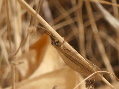 Myrmecaelurus trigrammus