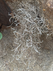 Dendrographa leucophaea