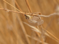 Myrmecaelurus trigrammus