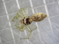 Phintelloides versicolor