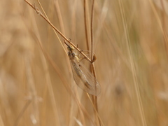 Myrmecaelurus trigrammus