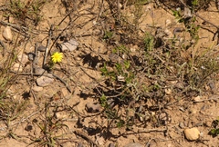 Ursinia discolor