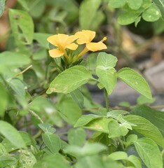 Barleria prionitis