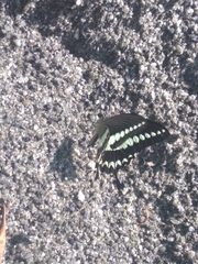 Papilio liomedon
