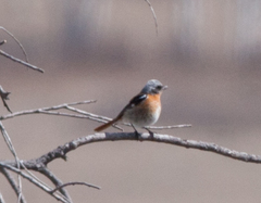 Phoenicurus erythronotus