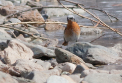 Phoenicurus erythronotus