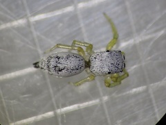 Cosmophasis lami