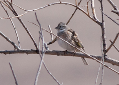 Emberiza citrinella × leucocephalos