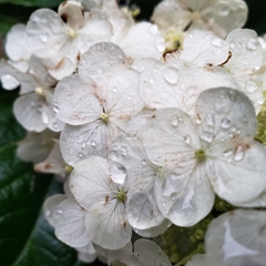 Hydrangea