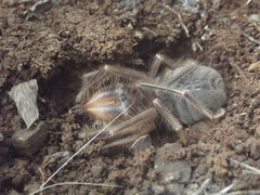 Solpuginae