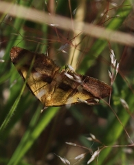 Anachloris subochraria
