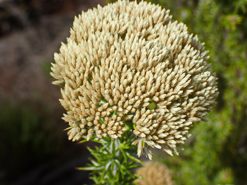 Image of Metalasia trivialis by no rights reserved
