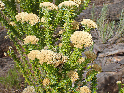 Image of Metalasia trivialis by no rights reserved