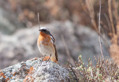 Phoenicurus erythronotus