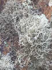 Dendrographa leucophaea