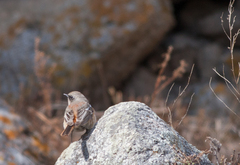 Phoenicurus erythronotus