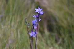 Thelymitra × truncata