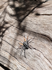 Nyssus coloripes