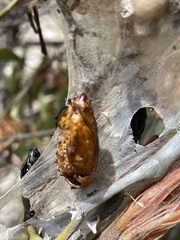 Delias harpalyce