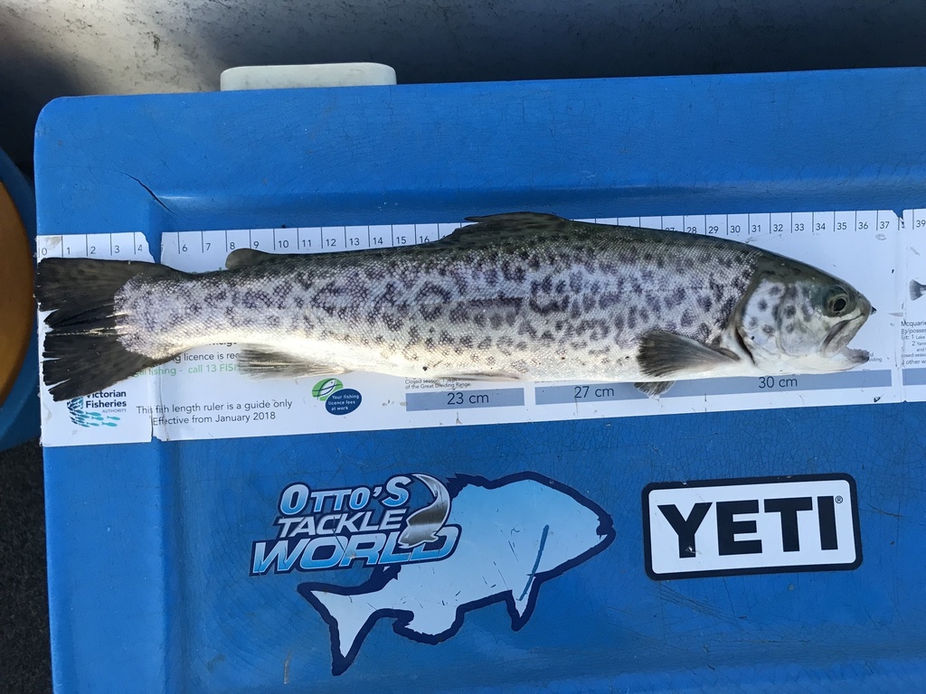 Brook Trout
