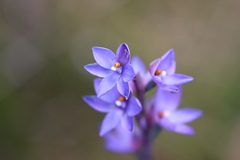 Thelymitra × truncata