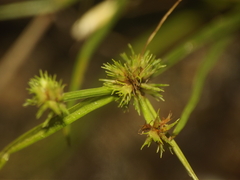 Cyperus squarrosus