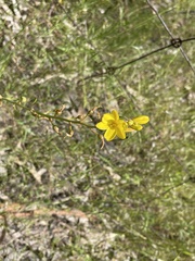 Bulbine bulbosa