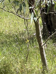 Bulbine bulbosa