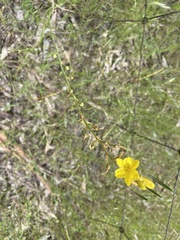 Bulbine bulbosa