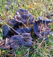 Craterellus cornucopioides