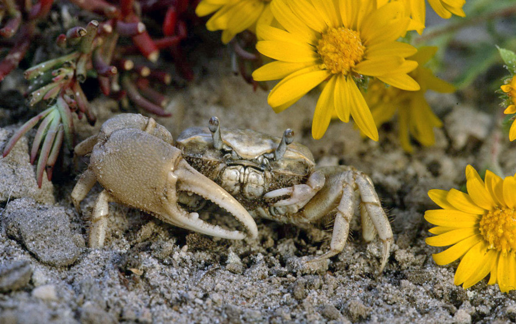 Laguna Madre Fiddler Crab