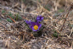 Pulsatilla turczaninovii