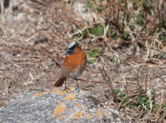 Phoenicurus erythronotus