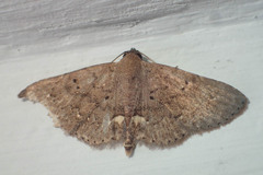 Nechesia albotentata