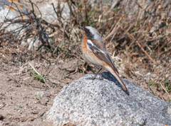 Phoenicurus erythronotus