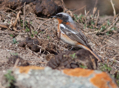 Phoenicurus erythronotus