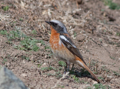 Phoenicurus erythronotus