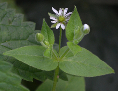 Microbotryum stellariae