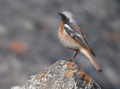 Phoenicurus erythronotus