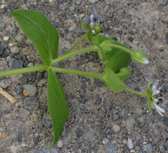 Microbotryum stellariae